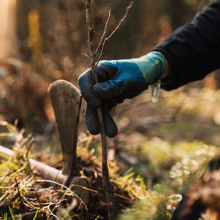 Eine Hand h&auml;lt einen kleinen Baum, um diesen zu bepflanzen